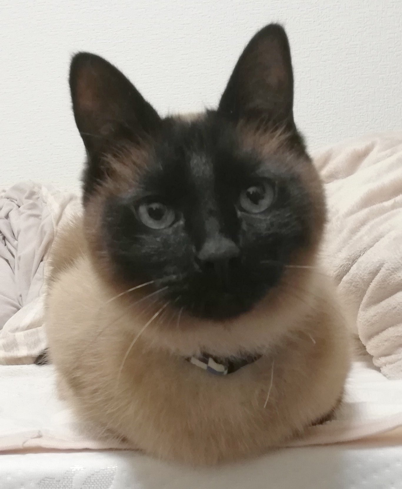 あまおう ずっとシャム猫と呼んでいたけど どちらかというとタイ猫らしい T Co 2yyruvn0ce Twitter