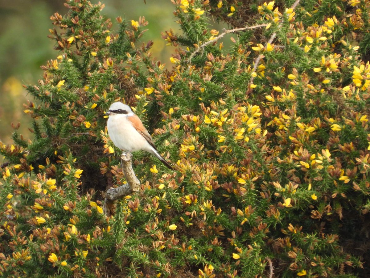 Mightychub's tweet photo. Red Backed Shrike this morning #SuttonParkNNR showing well as the pagers used to say @nikon_dp @UKNikon #P1000 with @cockayne_simon @DanielCMartin1 @WestMidsBirding #givethebirdroom feeding on bees #Midlands #birding #fieldshots #whereismyeasel? https://t.co/lh8f6T8a1l