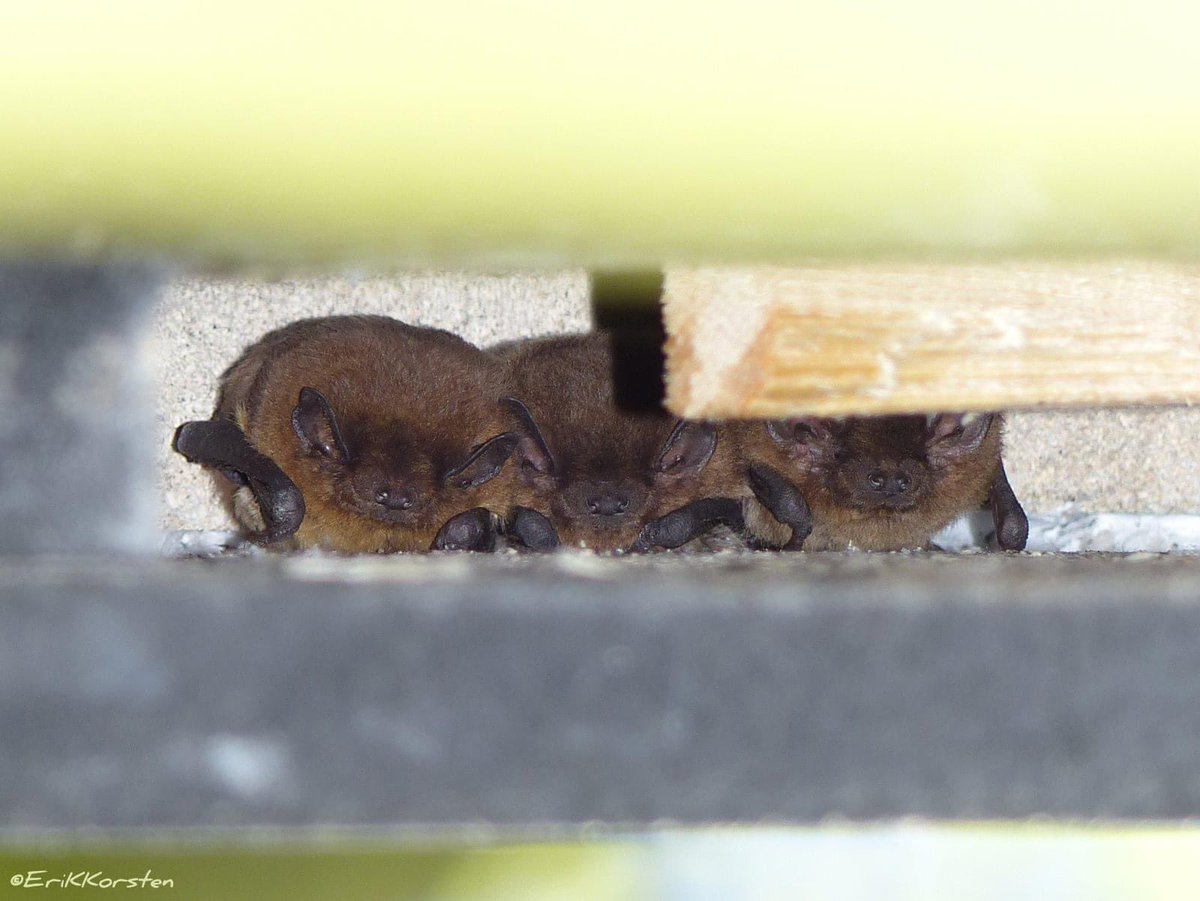 Today we’re asking how specialist #wildlife #habitat suppliers & #ecologists can come together to work towards improving housing provisions for #nature. Keen to hear your thoughts... #buildingforwildlife #mammalsatrisk #wildlifeconservation #bats #natbatconf #wildlifechampions