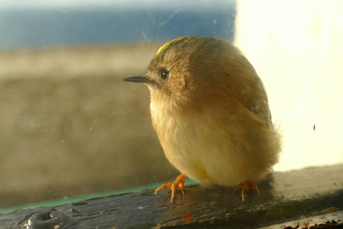 Feeling very autumnal today, with several of the coves ringing with Goldcrests. This one spent dawn on our living room window.