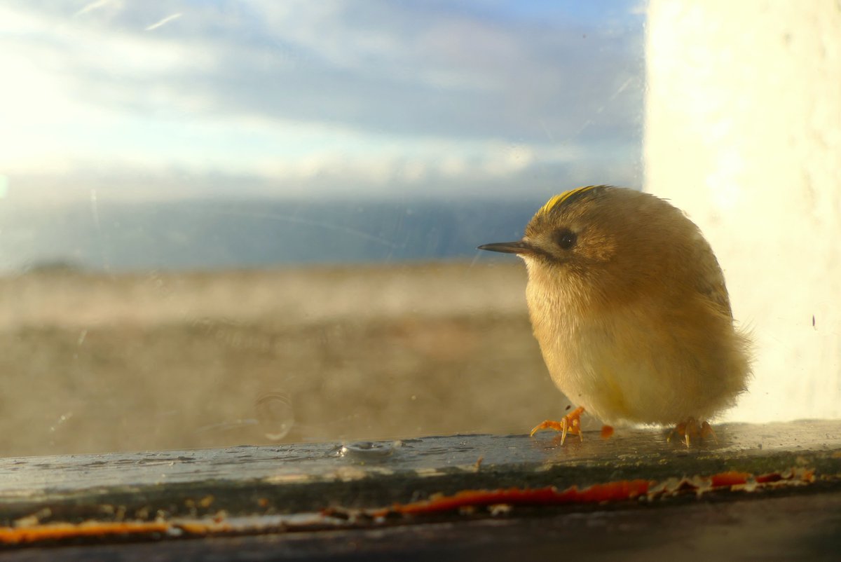 SkokholmIsland's tweet photo. Feeling very autumnal today, with several of the coves ringing with Goldcrests. This one spent dawn on our living room window. https://t.co/frOBQCgtEe