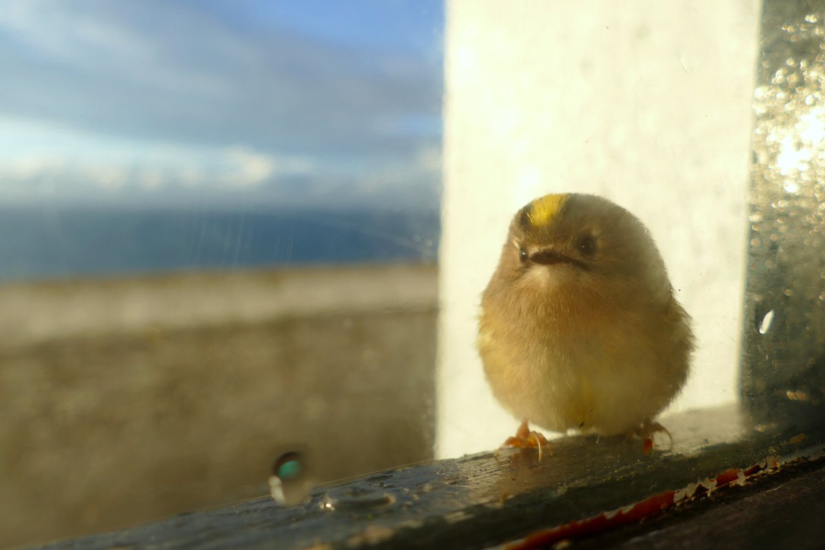 SkokholmIsland's tweet photo. Feeling very autumnal today, with several of the coves ringing with Goldcrests. This one spent dawn on our living room window. https://t.co/frOBQCgtEe