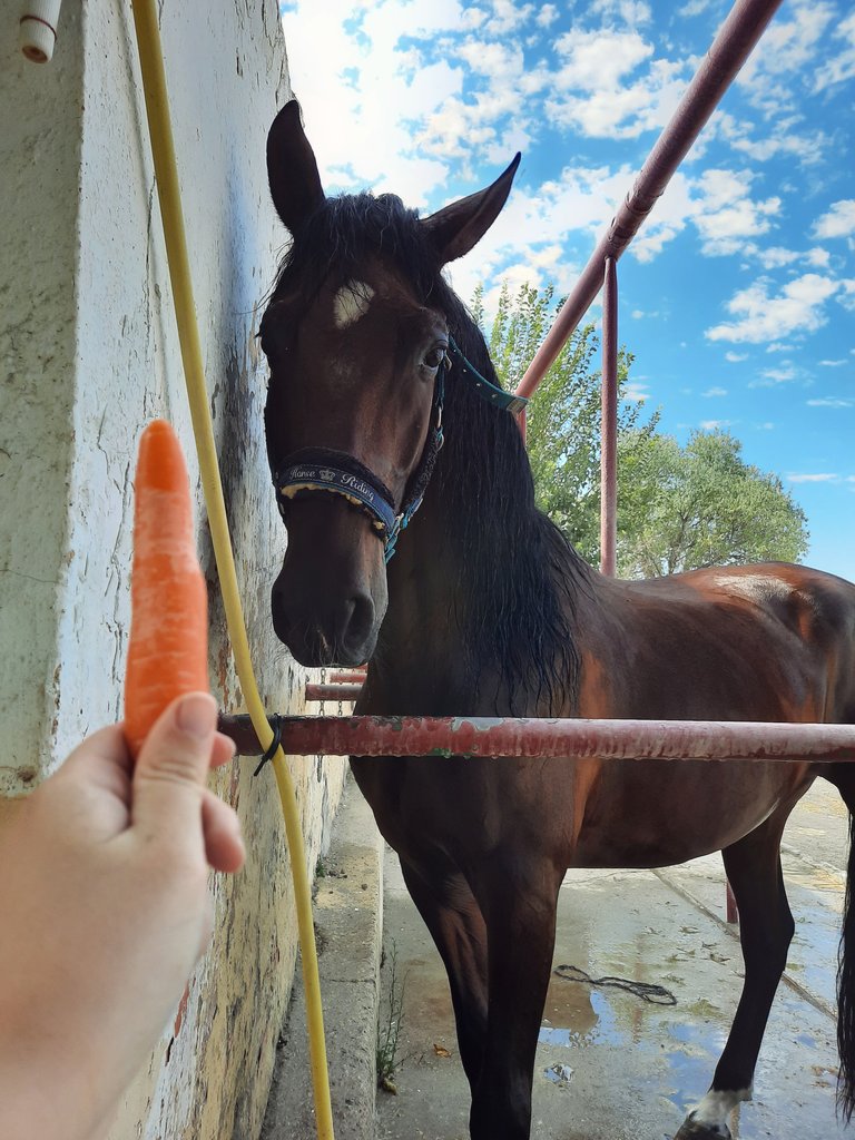 Adzpiq_'s tweet photo. Hoy Turio tenía carita de bebé 🌟🌈🥕 https://t.co/b3cJwOX6lu