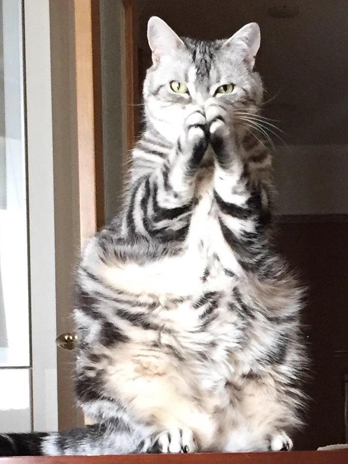 @nyantostos 家もこうやってお願いされるので1日の量を測ってあげています😊 