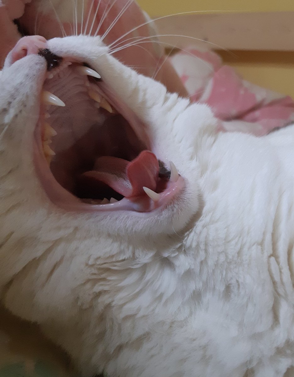 #하품하는_반려동물_자랑대회
하품사진 좋아요😌💕