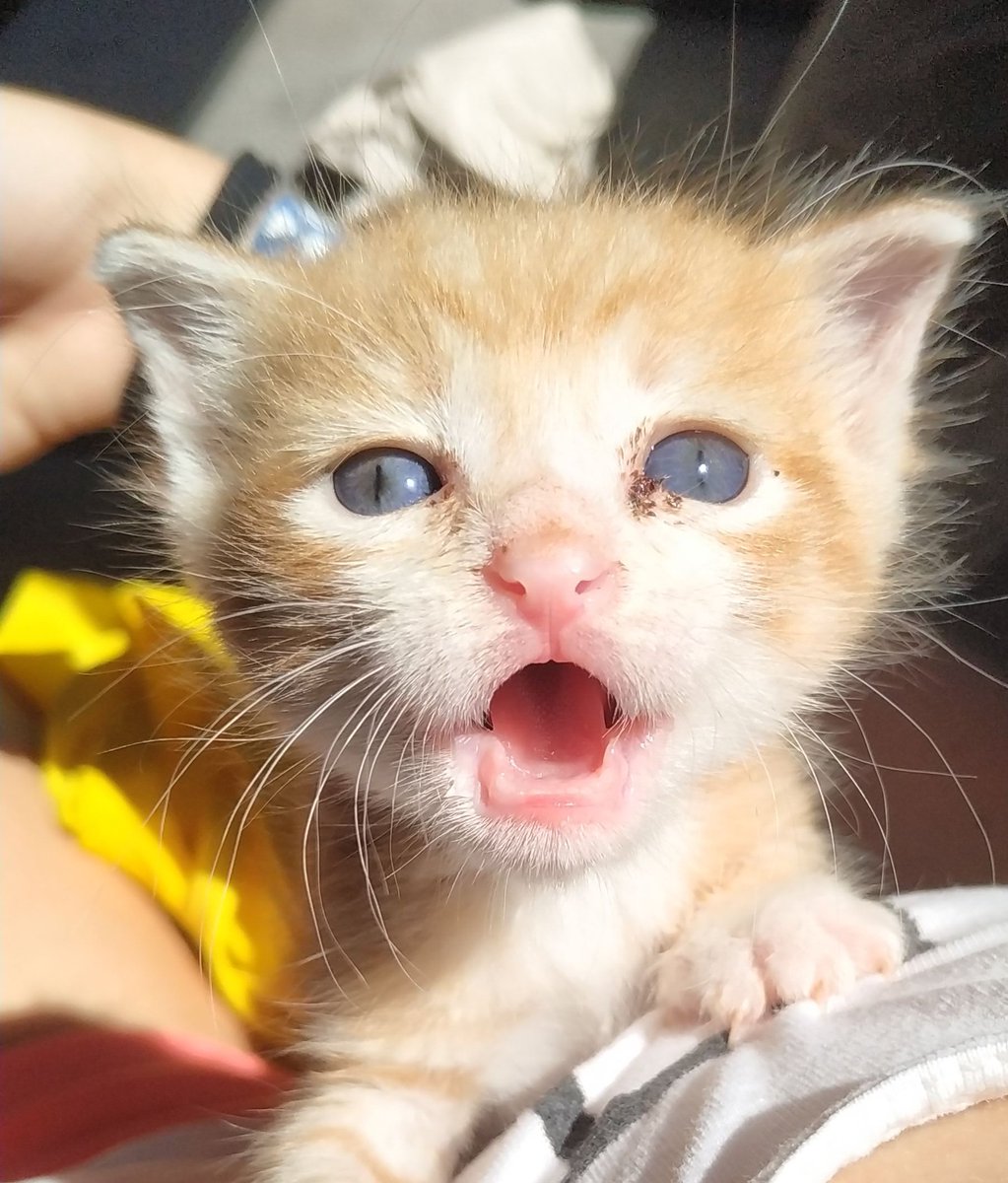 Oya? ᵃᵘ ᵏᵘʳᵒᵏᵉⁿ tweet media