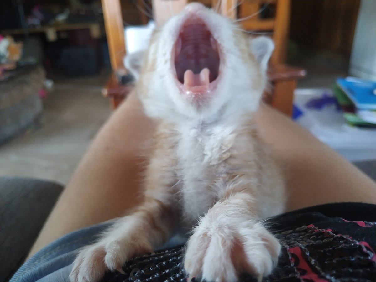 Oya? ᵃᵘ ᵏᵘʳᵒᵏᵉⁿ tweet media