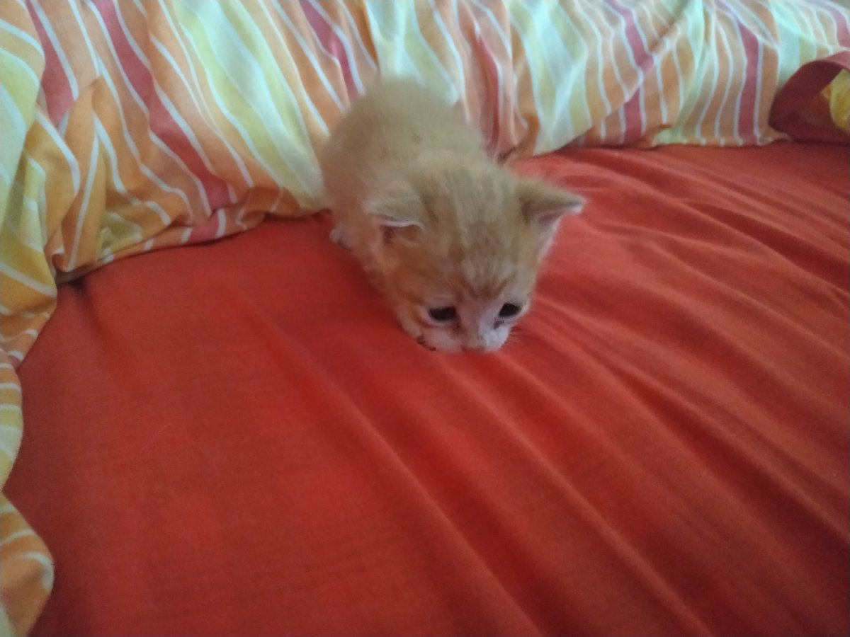 Oya? ᵃᵘ ᵏᵘʳᵒᵏᵉⁿ tweet media