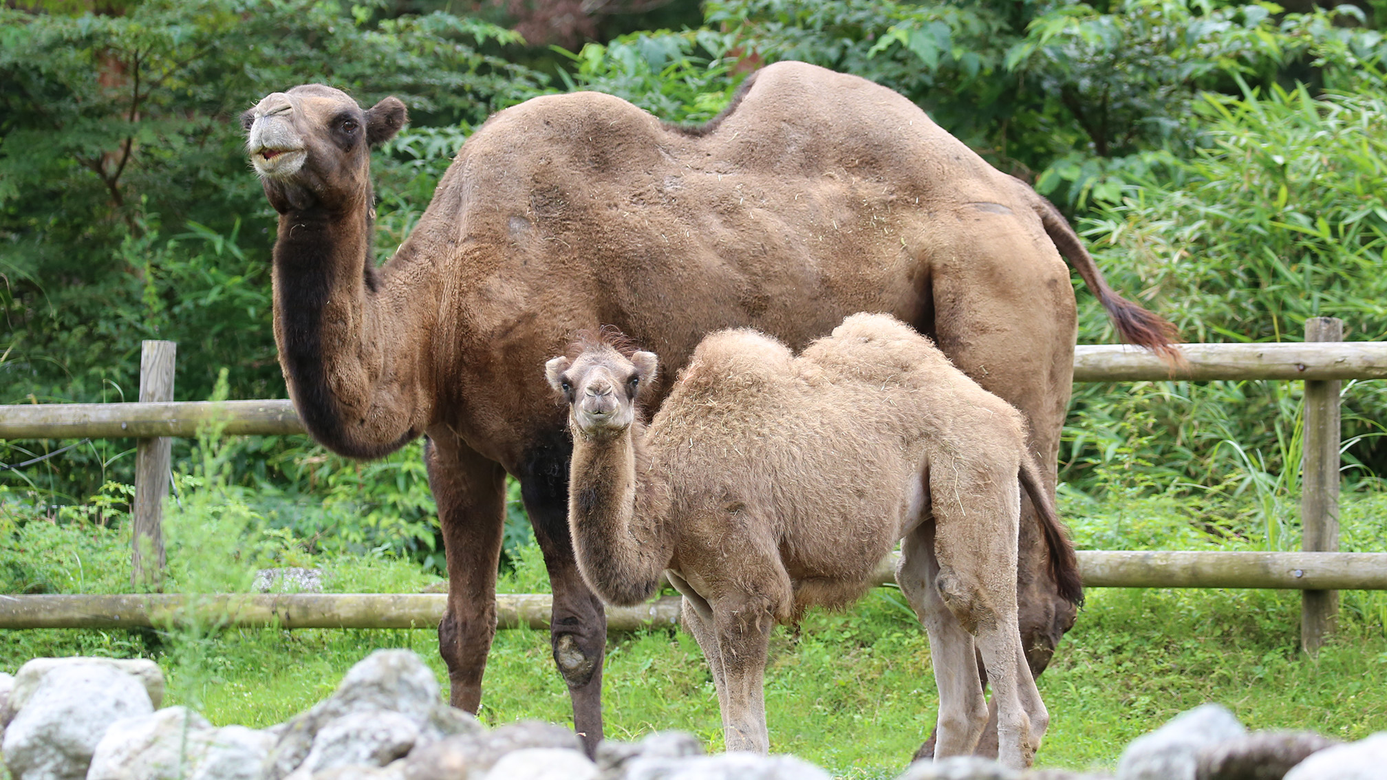 Twitter 上的 富士サファリパーク公式 ラクダの赤ちゃん ときどき公開 6月5日生まれの フタコブラクダ の赤ちゃん サファリゾーンの環境に慣らす練習を開始しました 草食ゾーンに入ってすぐ左側 他のラクダや 草食動物が見渡せる特設エリアです