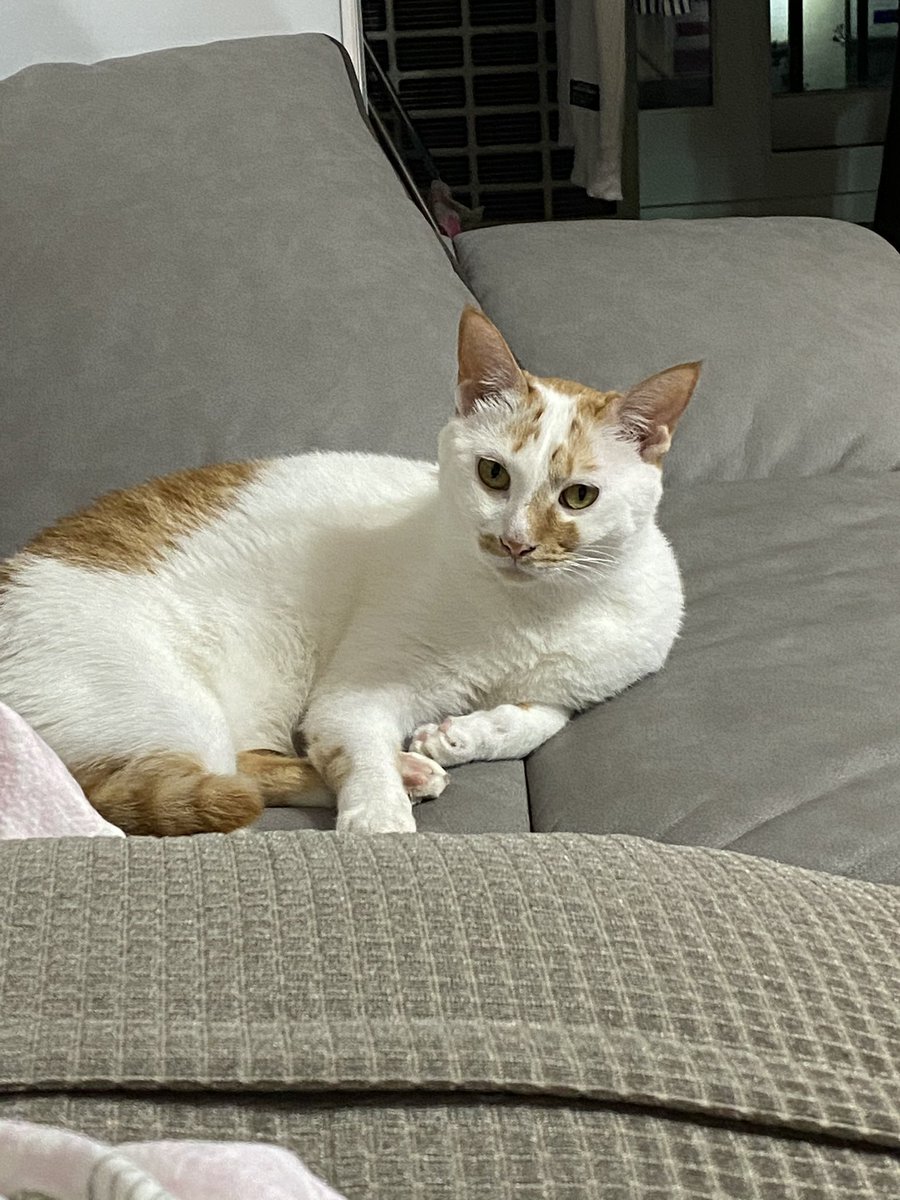 아루사엘 tweet media