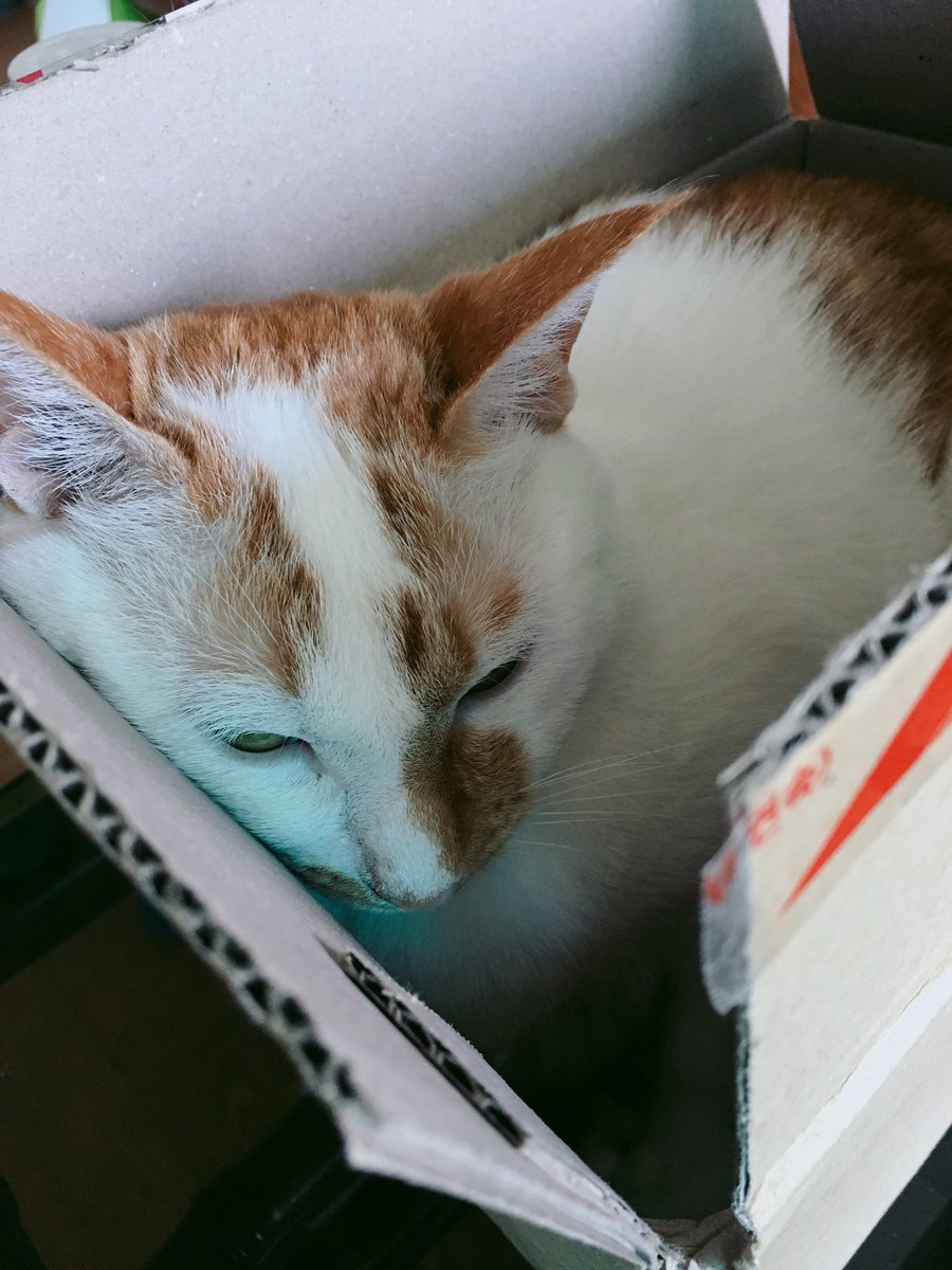 아루사엘 tweet media