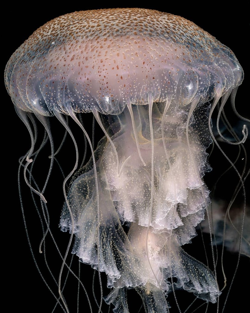 cifonauta's tweet photo. Chrysaora lactea, uma água-viva muito comum na costa brasileira. Felizmente a maioria das "queimaduras" decorrentes de encontros acidentais com banhistas é relativamente branda no caso desta espécie.
.
.
Foto: Alvaro Migotto
.
#cebimar #cifonauta #biologiamarinha #biodivers… https://t.co/08vBfmFhBZ