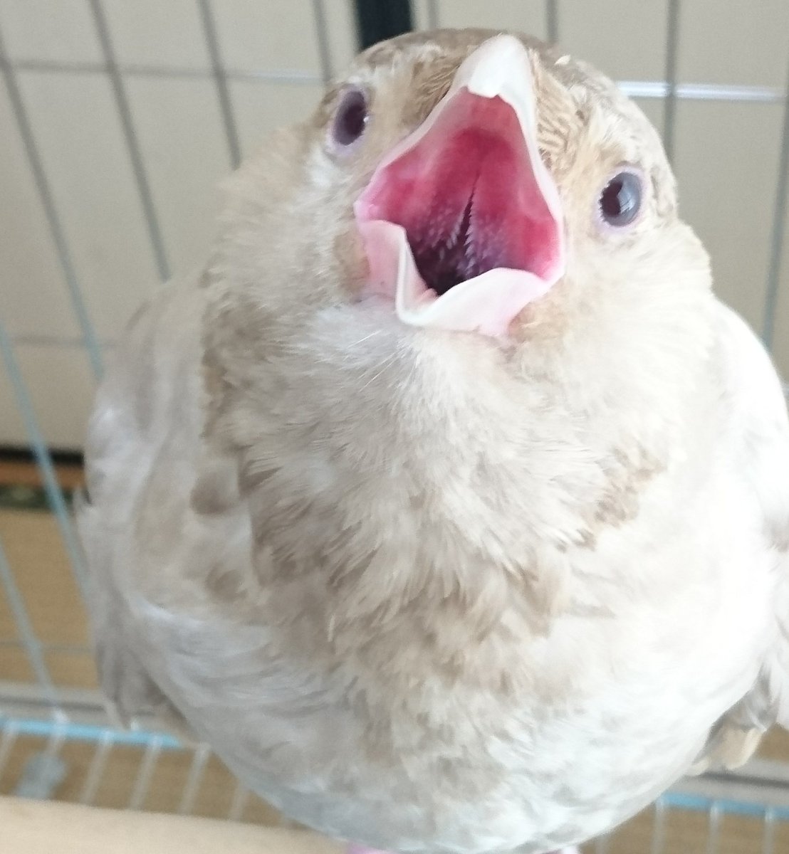 アポロンと白いカラス