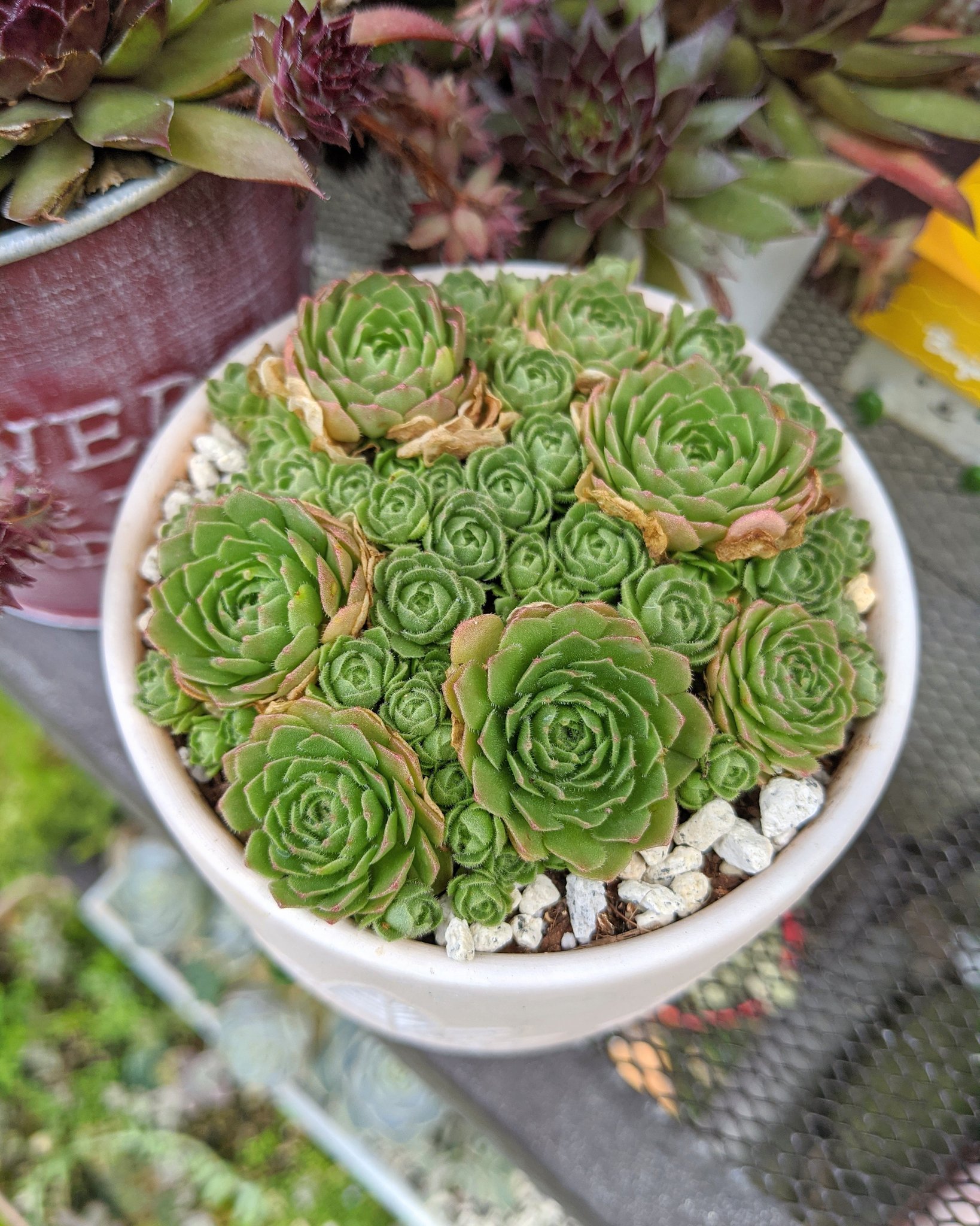 多肉植物 セダム3点カット苗セット(カットに付き根っこ有りません)