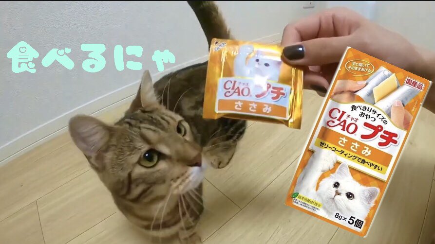 短足猫のべるちゃんねる【ジェネッタ】 (@myMeroypQtYuTyR)  Twitter