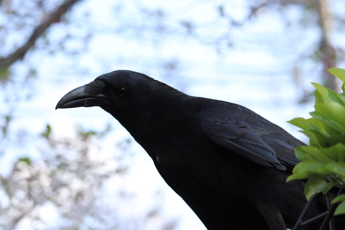 第8回 カラスの日だよ カラス祭り その2 本番 Togetter 第8回 カラスの日だよ カラス祭り その2 本番 Togetter