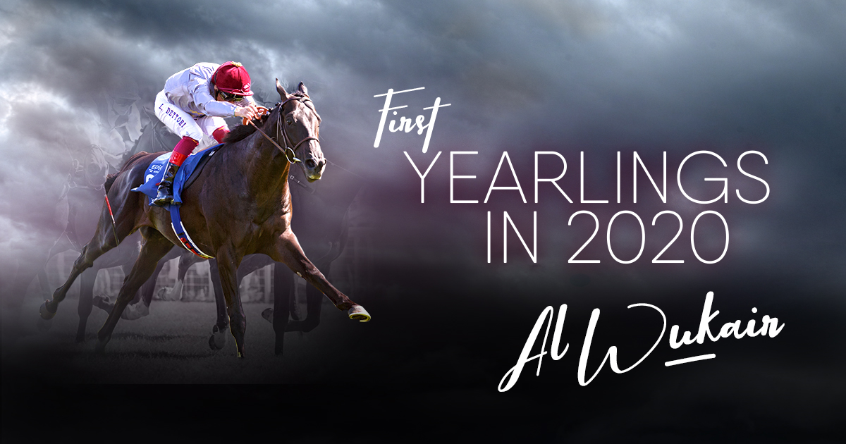 💯 #AlWukair's 1st yearlings have now arrived at @InfoArqana & are waiting for your inspection before they go through the ring this week!

👉 L.176 F @HarasduMezeray 
👉 L.274 F @saint_pair 
👉 L.330 C #HarasdesGranges
👉 L.367 F #HarasdeBourgeauville
👉 L.459 F @Castillon_haras