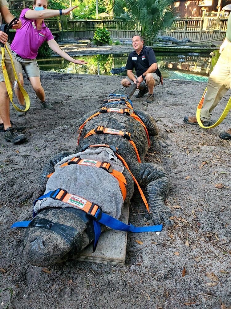 StAugGatorFarm's tweet photo. At 660 pounds, it’s not an easy thing to take Bob the Alligator to the doctor. Jim, Curator of Reptiles, made the trip to @uflorida vet school with Bob to get X-rays on a leg/hip that’s been causing him some issues.

📸awesome photos @dez_muir 🙌 #GoGators #Gators https://t.co/FjZDYTBcJa