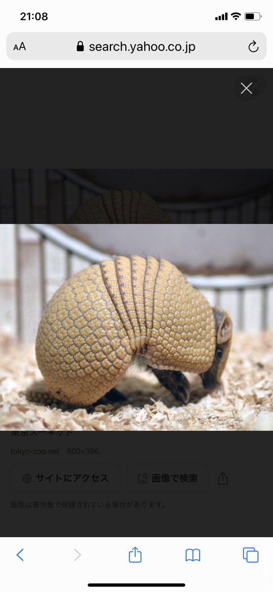 アルマジロ！？😆😍
人間と一緒で歳を取ると皮がのびたりするんだね〜😂

#トイプードル
#秘密結社老犬倶楽部
#11歳
#皮のタプタプ触るの大好き❤