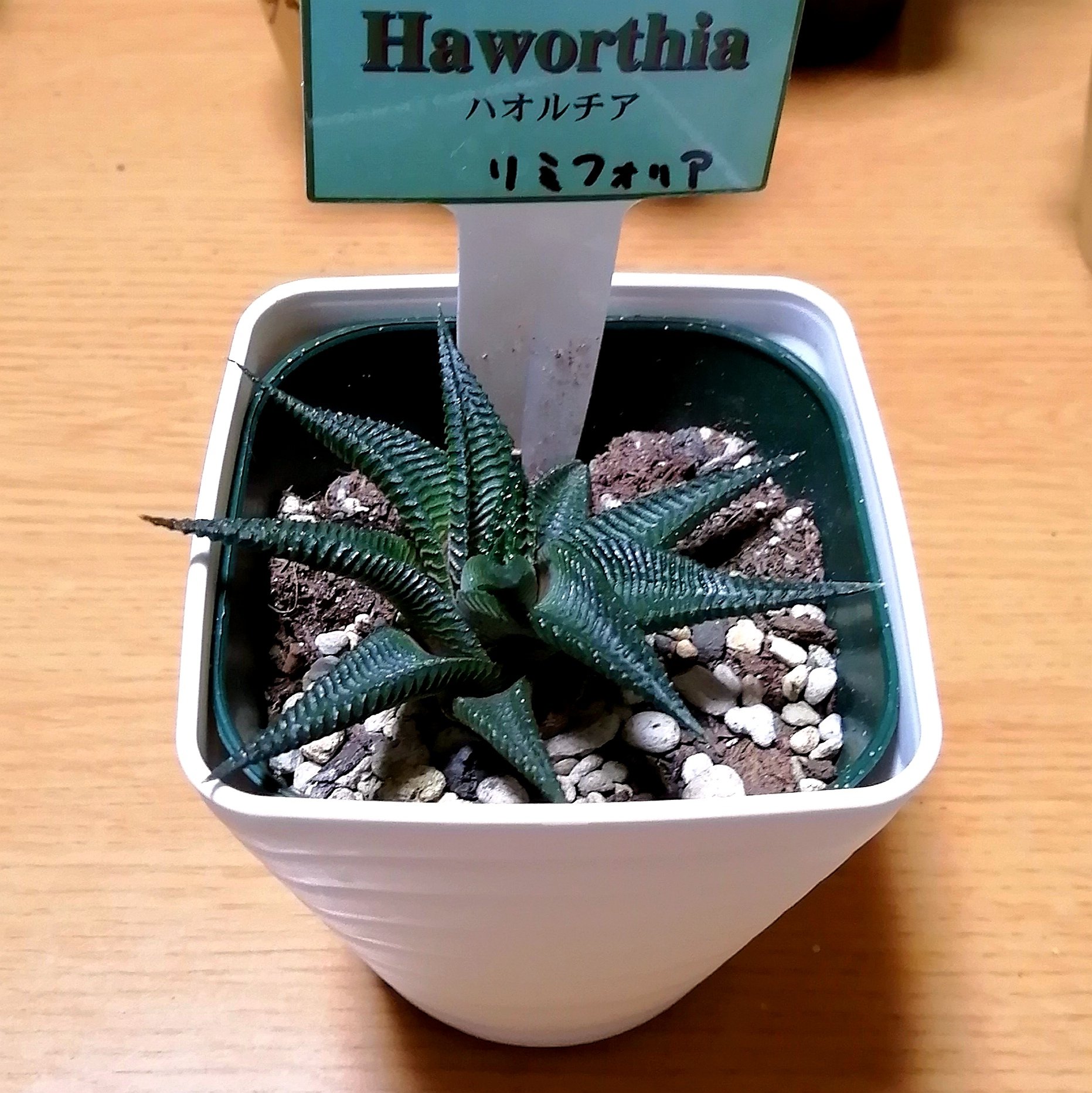 ぶたのおしごと コメリで買ったハオルチア リミフォリア かな ゴジラっぽい 多肉植物 T Co Lcqb5e5abu Twitter