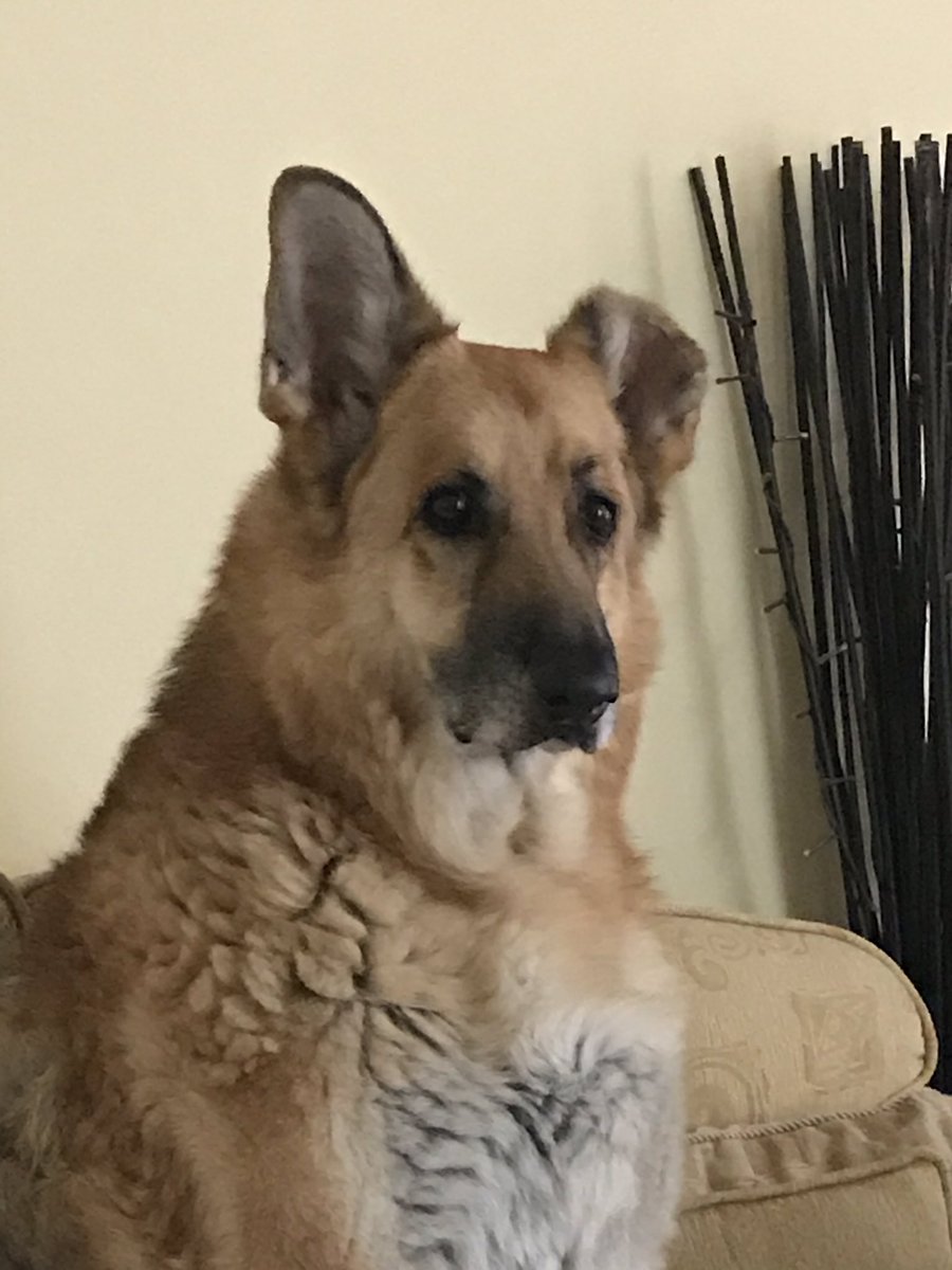 CLYDEShepherd13's tweet photo. My face when I woke up from my snooze to be told by Noc that Pratty Pardew still hasnโt been sacked. #TCPL @HesselFc #GetHimGone #ShitDancer https://t.co/CeZf1IbHC8