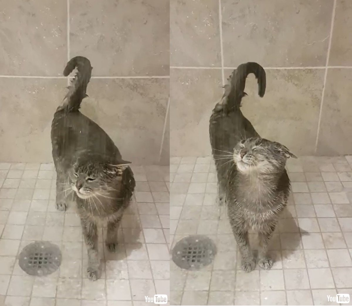 ねとらぼ 気持ちよさそう 猫 シャワー大好きにゃ お風呂に入る猫ちゃんのごきげんな表情がかわいい T Co Evp4wpf3ef Itm Nlabzoo