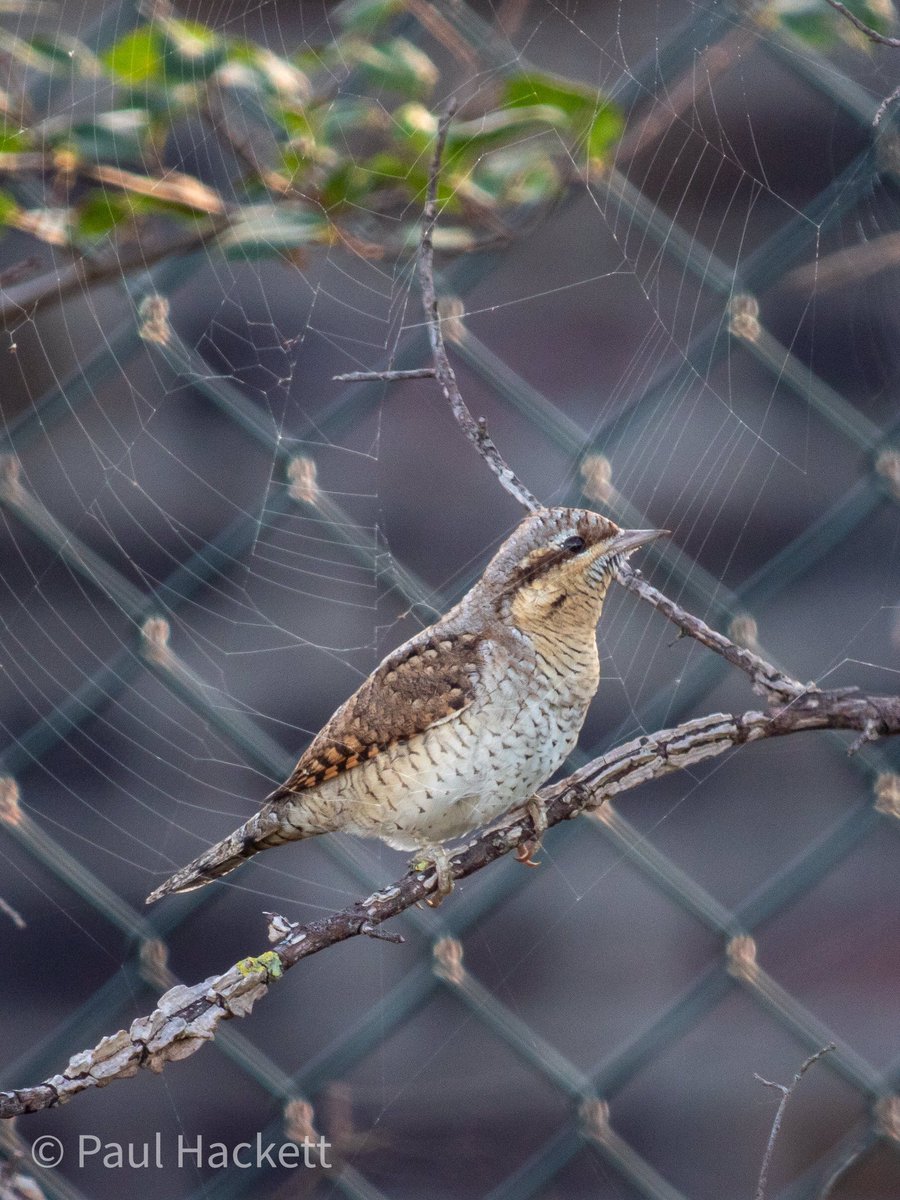 Paul Hackett tweet media