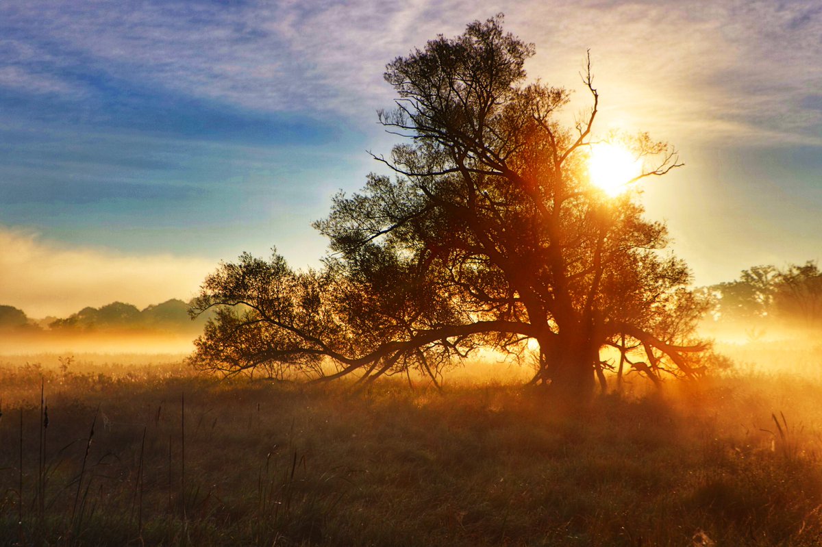 Golden glow in the morning #cbridge #SundayMorning
