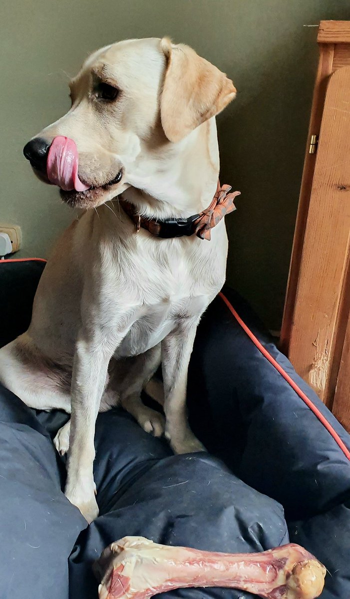 MrBaconDoggo's tweet photo. Humum has migraines today so habnts been able to use her phones for twitters. I did gets a big juicy treat to say sorrys for not getting much attenshun 🥓🐾❤🐶 will catch up wib my frens tomorrows ❤ #cowleg #noms #stupidheadache #labrador #dogsoftwitter https://t.co/vrI1ZVRTqc