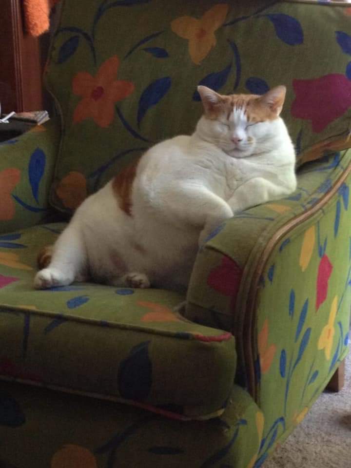 gatitos_qctd's tweet image. A veces solo quisiera ser un gatito gordito en su sillón sentadito y sin preocupaciones