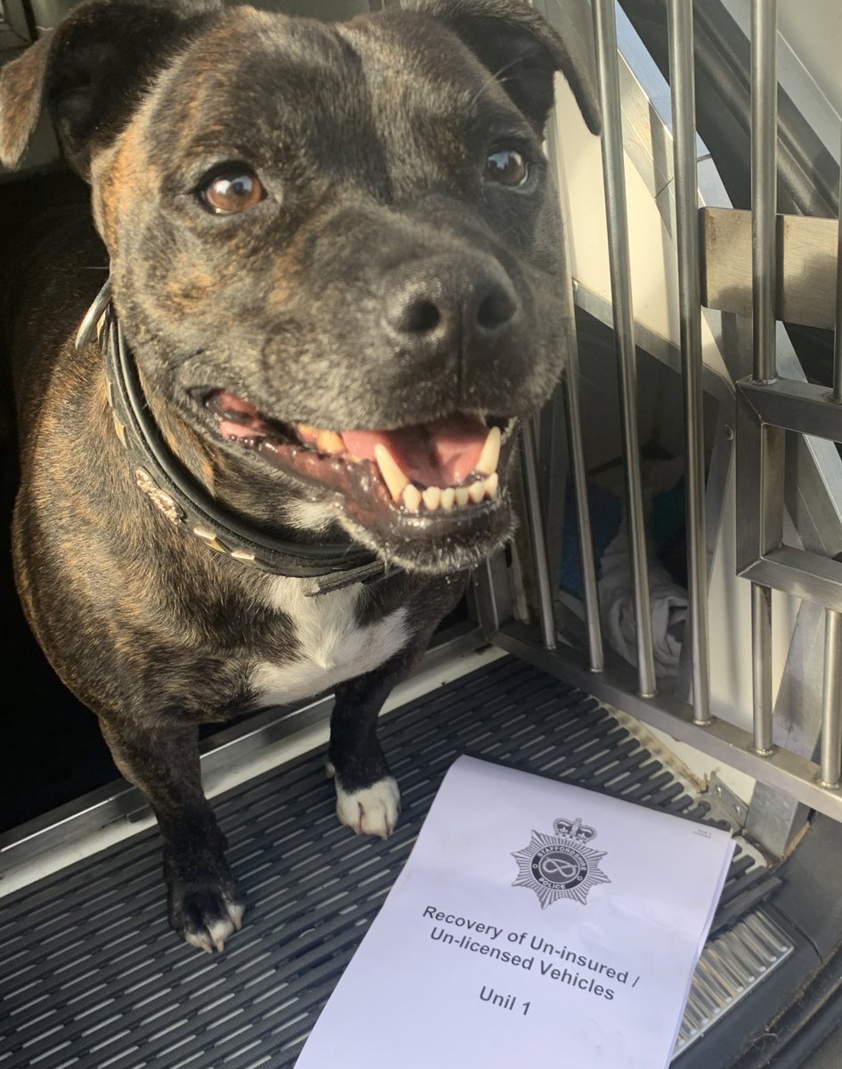 PoliceDogCooper's tweet photo. PD Cooper keeping his eyes on the road assisting with #operationlightning
Focusing on the fatal 4
🚙 speeding
📵 mobile phone use
🍺 drink and drug use
🙅🏻♂️ not wearing a seatbelt
Keeping Staffordshire roads safe 🐾🐾 @StaffsDogs https://t.co/nceZFfthGX