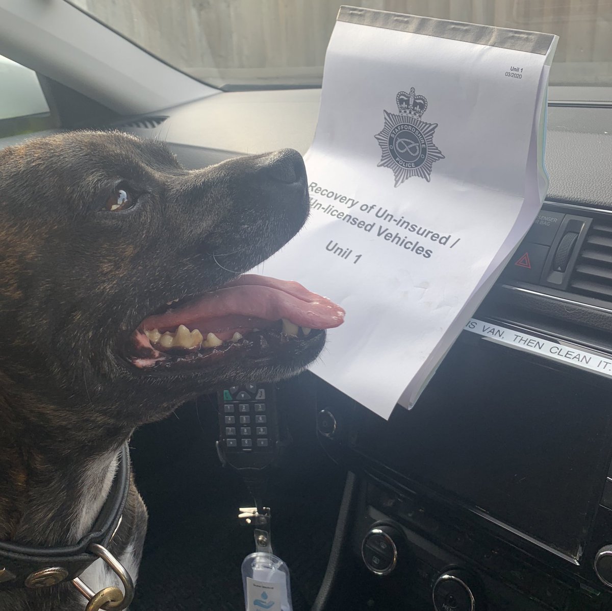 PoliceDogCooper's tweet photo. PD Cooper keeping his eyes on the road assisting with #operationlightning
Focusing on the fatal 4
🚙 speeding
📵 mobile phone use
🍺 drink and drug use
🙅🏻♂️ not wearing a seatbelt
Keeping Staffordshire roads safe 🐾🐾 @StaffsDogs https://t.co/nceZFfthGX