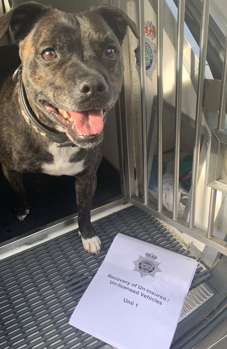 PoliceDogCooper's tweet photo. PD Cooper keeping his eyes on the road assisting with #operationlightning
Focusing on the fatal 4
🚙 speeding
📵 mobile phone use
🍺 drink and drug use
🙅🏻♂️ not wearing a seatbelt
Keeping Staffordshire roads safe 🐾🐾 @StaffsDogs https://t.co/nceZFfthGX