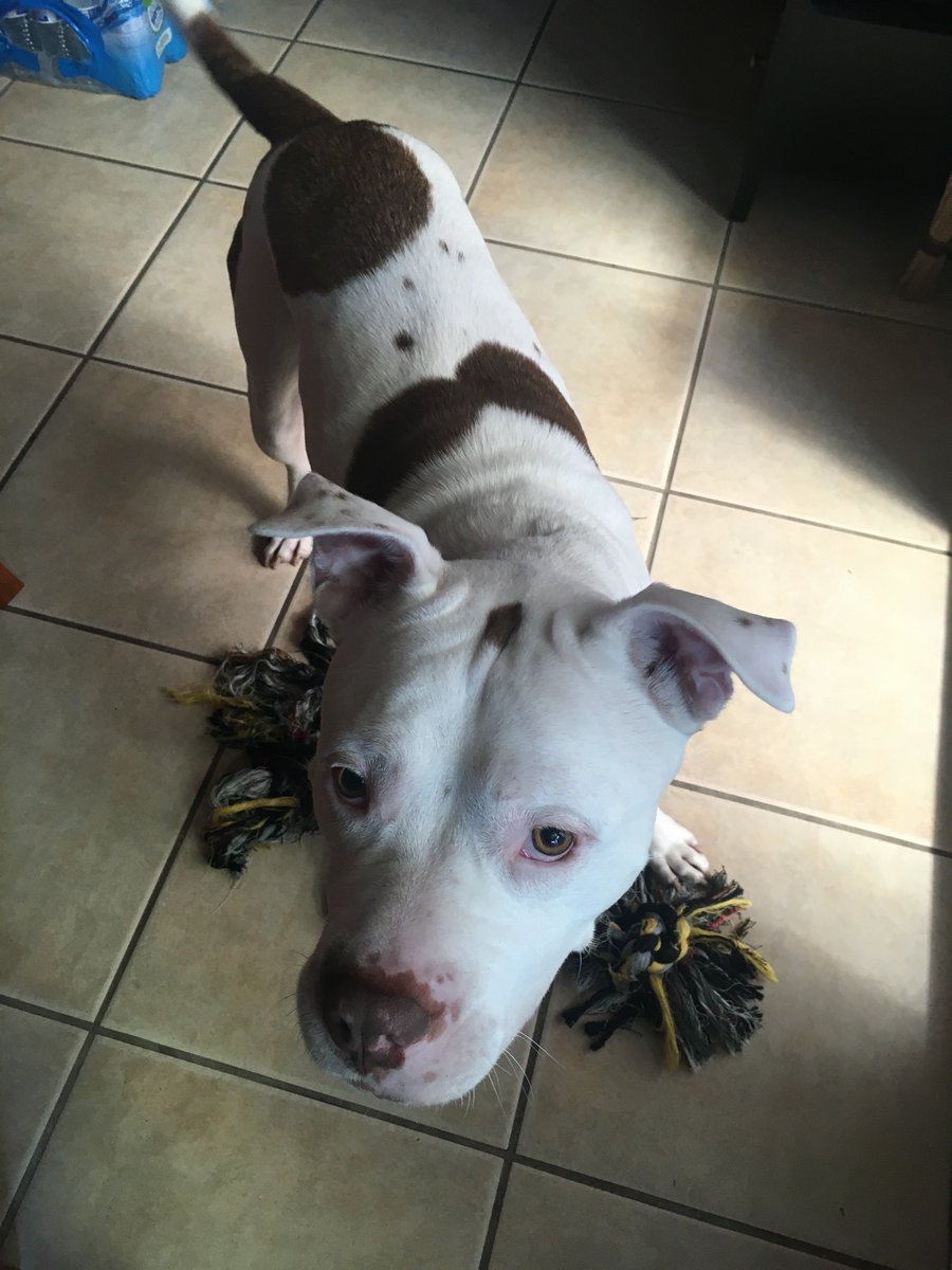 MetungKP's tweet photo. We had to put down are 16 YO Kobee in May due to old age.  Watching Cypher on @MikeyBustos vlogs motivated me to rescue 6YO &amp; 70 LBS Pitbull I named Kaku: https://t.co/HjuAJb8hOj