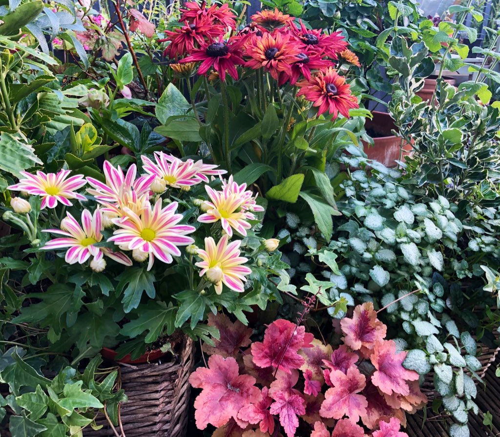 BorderGardener's tweet photo. Busy afternoon in the garden. #Bentoniris rhizomes planted. And pots near the back door ready for Autumn. #SummerVibes #SundayThoughts #gardening https://t.co/kTTNf9W24Q