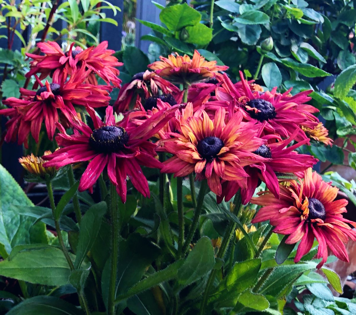 BorderGardener's tweet photo. Busy afternoon in the garden. #Bentoniris rhizomes planted. And pots near the back door ready for Autumn. #SummerVibes #SundayThoughts #gardening https://t.co/kTTNf9W24Q