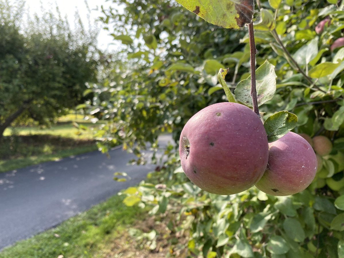 CalvinLewisTV's tweet photo. Bauer’s Apple Shed is officially open for the season. The family-owned orchard has been in operation since they planted their first tree in 1972!
This weekend marks the official start for apple picking and we’ll take a look at the season ahead. 🍎 #Local5SundayMorning https://t.co/G3MzJYW7l3