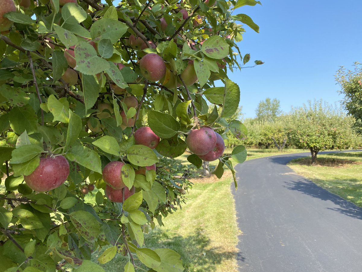 CalvinLewisTV's tweet photo. Bauer’s Apple Shed is officially open for the season. The family-owned orchard has been in operation since they planted their first tree in 1972!
This weekend marks the official start for apple picking and we’ll take a look at the season ahead. 🍎 #Local5SundayMorning https://t.co/G3MzJYW7l3