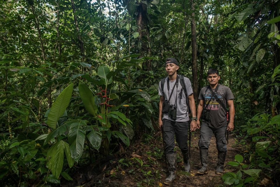 jocotoco_org's tweet photo. 1/2 Park ranger José Añapa protects the Chocó forest! Surrounded by pristine nature and bird sounds, while being observed by unseen wildlife, he walks on trails, places trap cameras and monitors the reserve to prevent illegal activities like logging and hunting.
#SaveTheChoco https://t.co/4m0quom7CF