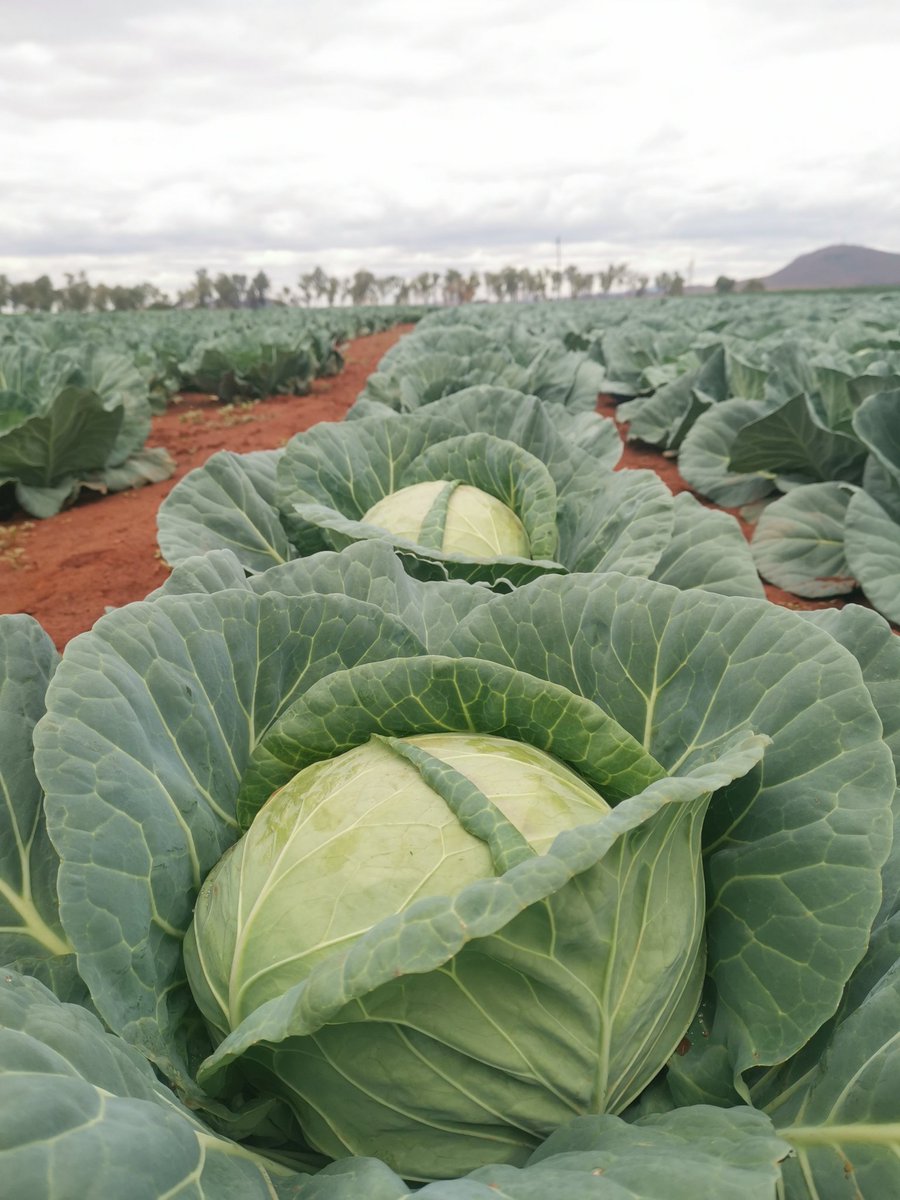 Silas Mutota tweet media