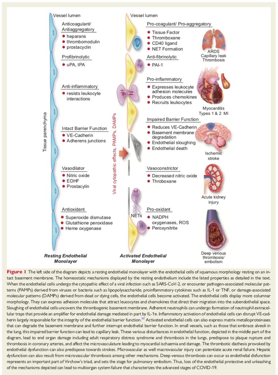 VSLanziotti's tweet photo. Thanks @areinamo21 for sharing this very interesting paper published @ESC_Journals, approaching the concept of #COVID19 as an endothelial disease.Great infographics about endothelial damage &amp; endothelial cell as a key target of cytokines. #PedsICU #MedEd 

https://t.co/5ZoIm7voEl https://t.co/FZhcqZCyyX