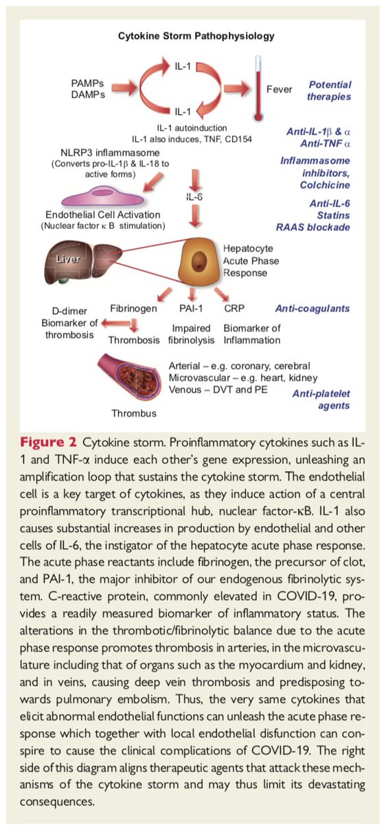 Thanks <a href="/areinamo21/">Igor Areinamo, MD</a> for sharing this very interesting paper published <a href="/ESC_Journals/">European Society of Cardiology Journals</a>, approaching the concept of #COVID19 as an endothelial disease.Great infographics about endothelial damage &amp; endothelial cell as a key target of cytokines. #PedsICU #MedEd 

academic.oup.com/eurheartj/arti…