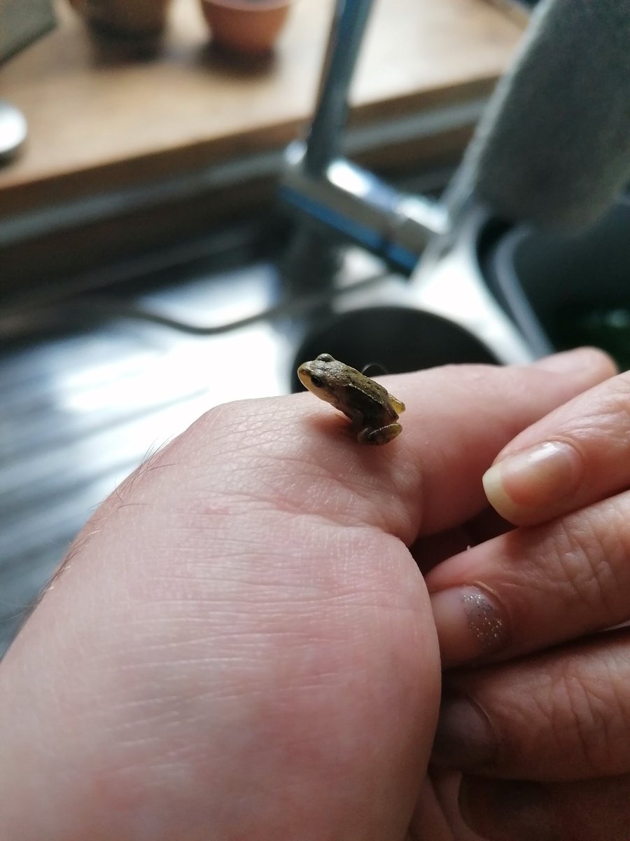 tobportraits's tweet photo. Tiny frog.
#tinyfrog #frogsireland #ireland #westcork #isthisatadpole #smallfrog #frog #cork https://t.co/peRDj9W8ei