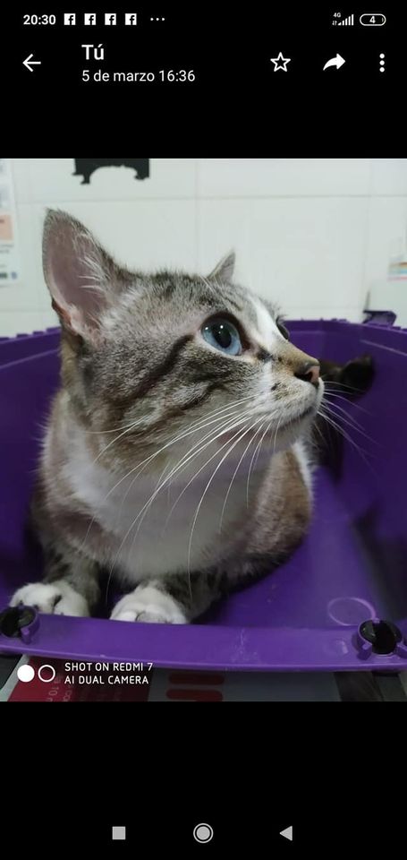 vai3333's tweet photo. #ESPAÑA🆘🛑 BONNIE LLEVA 6 DÍAS #DESAPARECIDO EN #CHIPONA (#CADIZ)¡¡YA SON MUCHOS DIAS😭😭😭SI ALGUIEN LO TIENE O LO HA VISTO QUE POR FAVOR LO DIGA.YA PODRÍA ESTAR EN CUALQUIER SITIO¡MACHO CASTRADO, GORDITO, RABO SIN VIDA, MAS CORTO DE LA CUENTA, OJOS AZULES¡BEA: 657 06 54 78¡ https://t.co/OEFawnfwvW