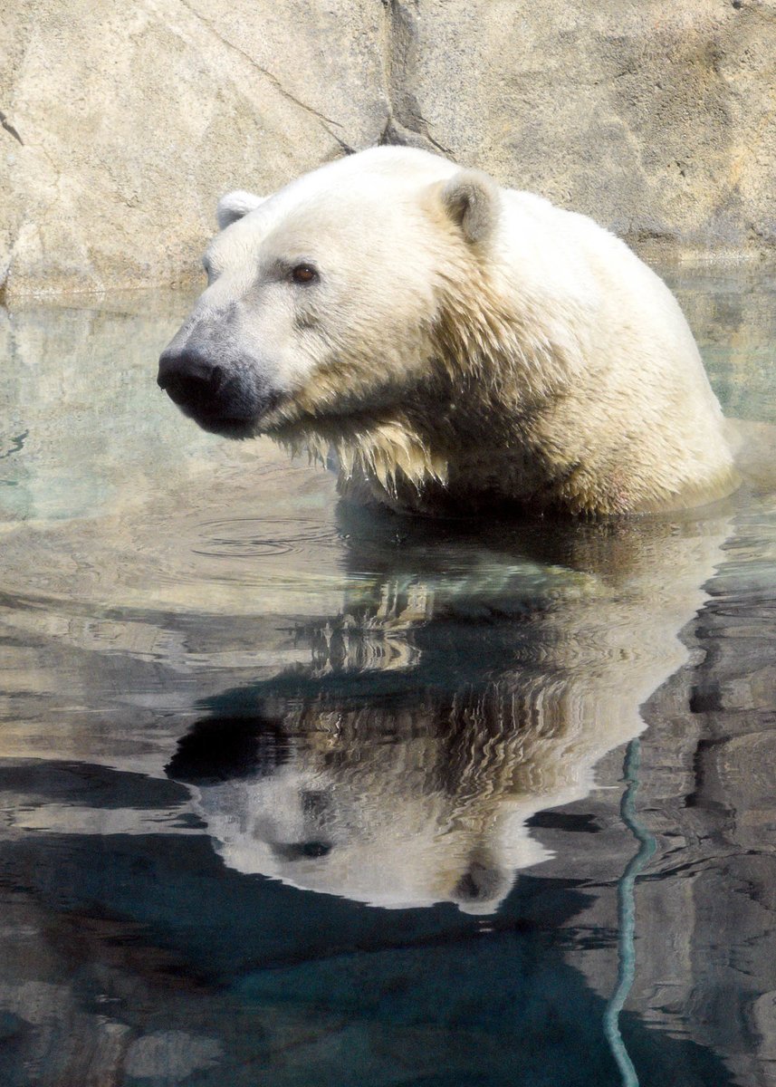 brookfield_zoo's tweet photo. It's illegal to lock your car in Churchill, Manitoba. As the polar bear capital of the world, you may need to jump into the nearest vehicle to stay safe from polar bears wandering into town. FYI, Churchill is located on the Hudson Bay, your favorite polar bear's namesake! https://t.co/enCyxI4XcC