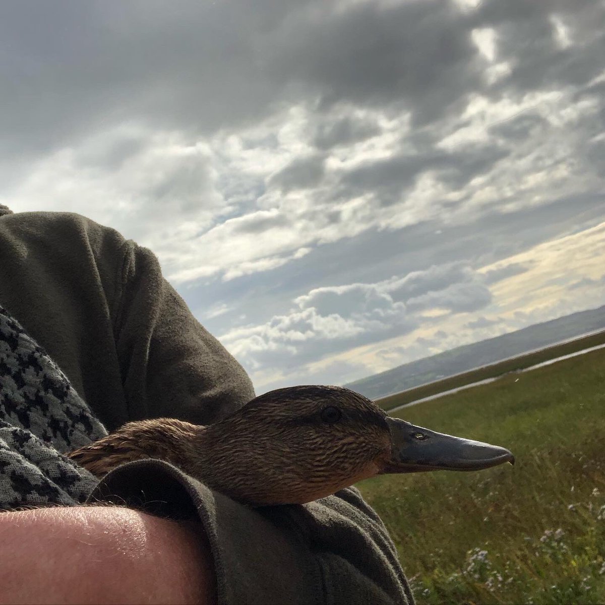 CreatorOfOpps's tweet photo. Thanks to everyone in Heswall that made my friend and my client Quackers feel welcome yesterday. We met lots of new friends and made a lot of people happy. We worked on her book and had an adventure. #mykindofweekend #BeKind #SpreadLove #wirral #Heswall #theadventuresofquackers https://t.co/UDHtIl5TcD