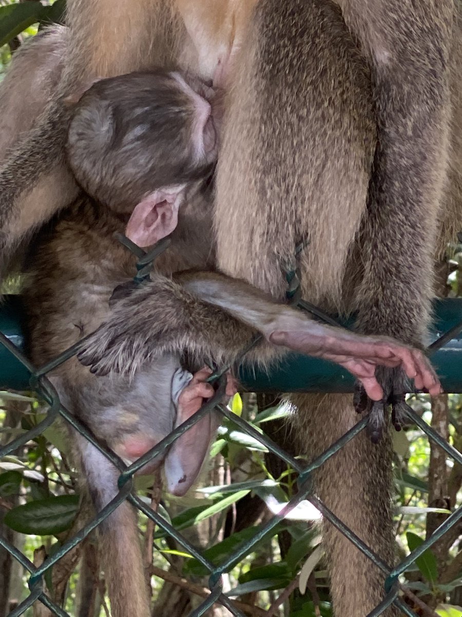 DBVervet's tweet photo. Little fell is in a milk coma. Zoom lense at work. #NotAPet #bornfree #monkeys #conservation #mangroves #urbancritters #NotInvasive #primates #monkeykingdom https://t.co/y1GMKZUpxq