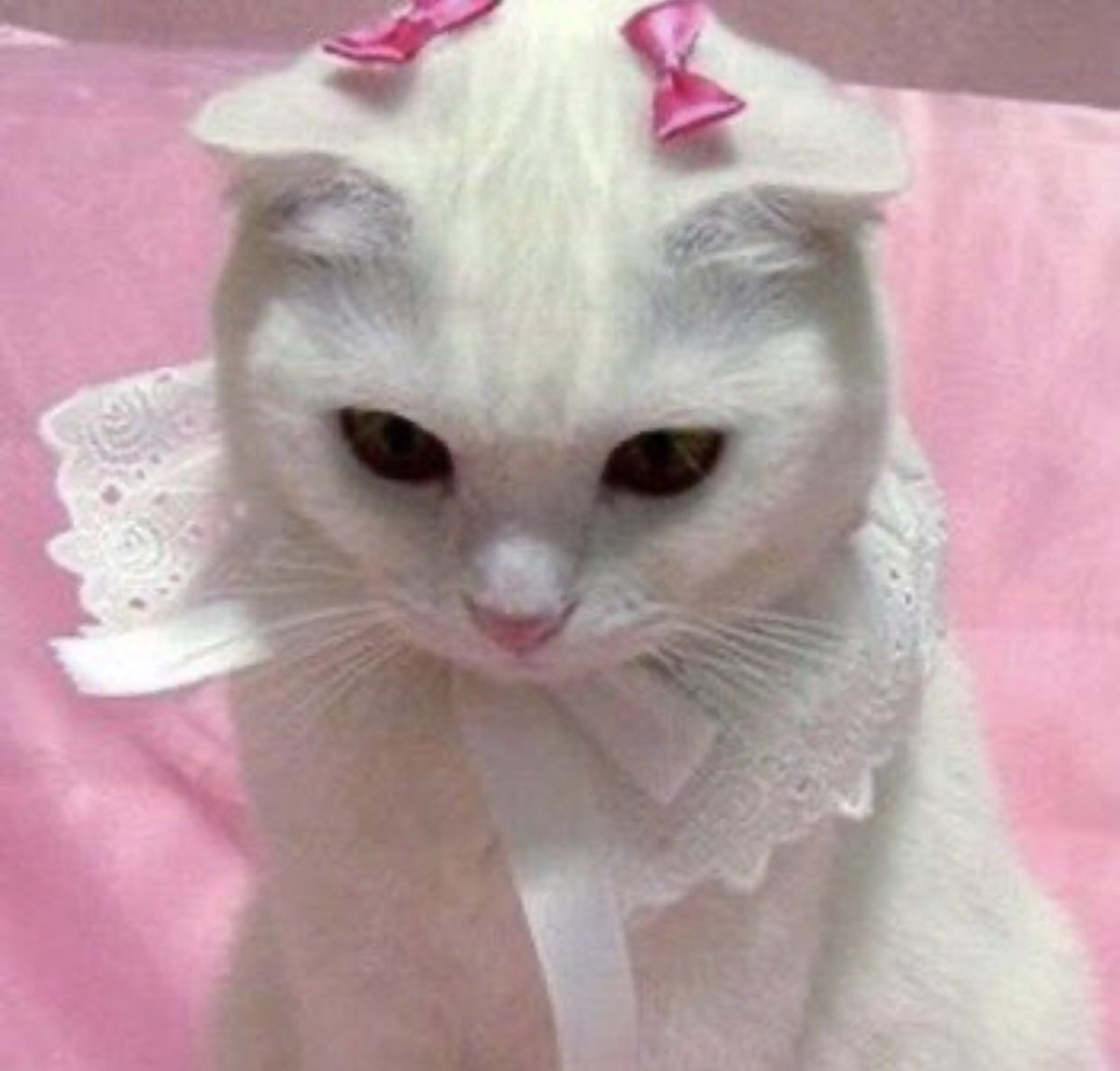 Котик с бантиками