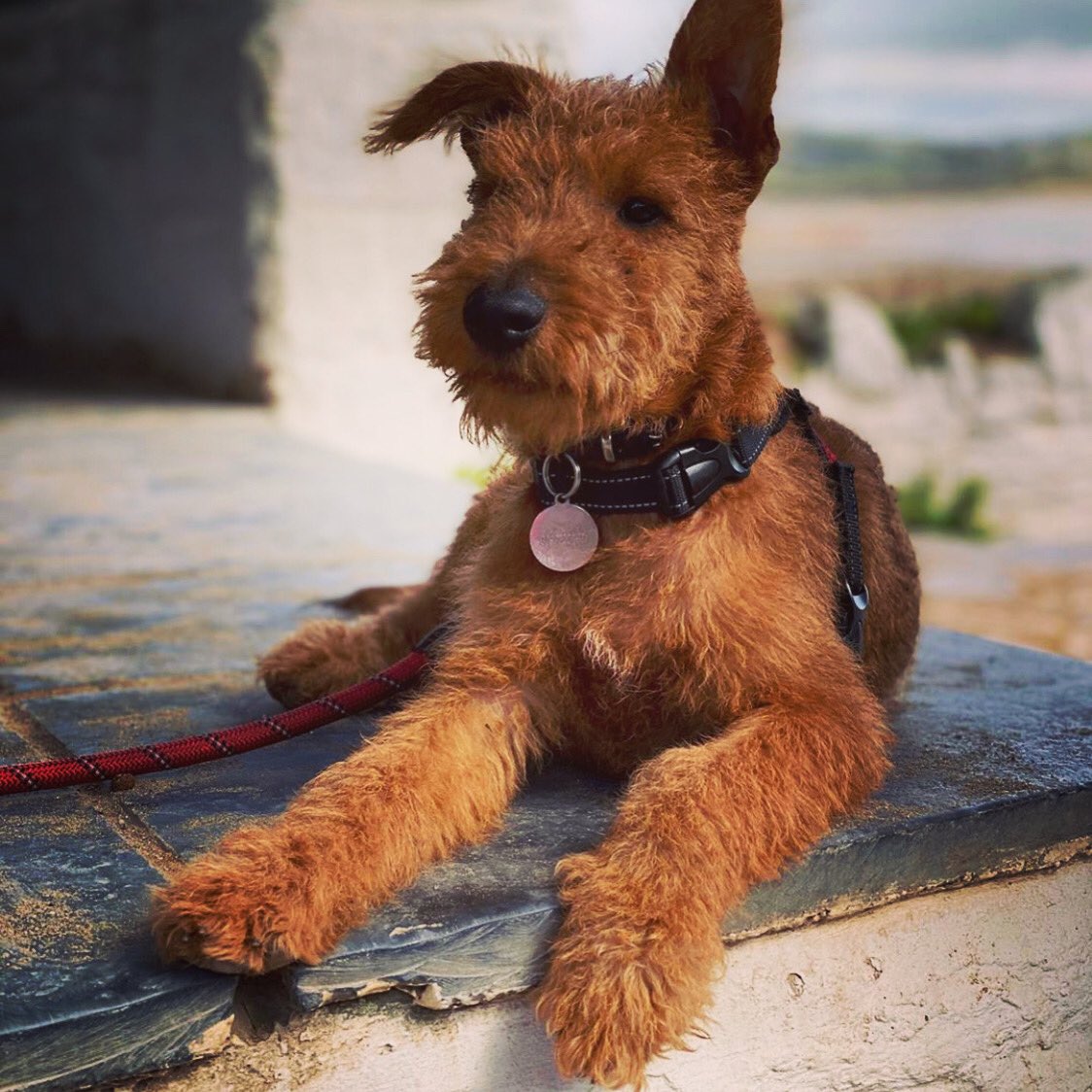 Cool as a cucumber during cocktails. Good pup.