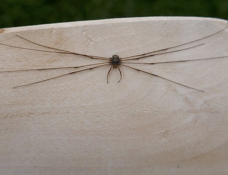 claudiadeyong's tweet photo. Is it resting ? Soon looked more โspiderโ like after I moved the wood #spider @insectweek @InsectNews #whatisitdoing #insects @Natures_Voice #helptoidentify https://t.co/jLdkM1izCF